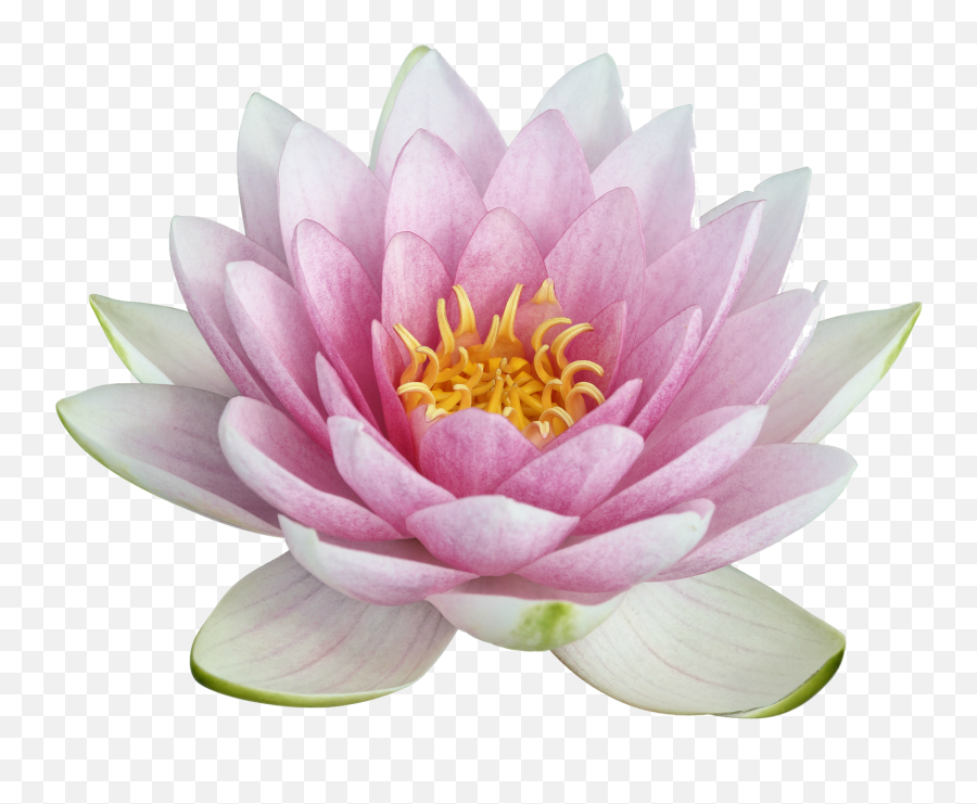 Free Transparent Nelumbo Nucifera Png - Real Lotus Flower Png Emoji,Lotus Flower Transparent Background