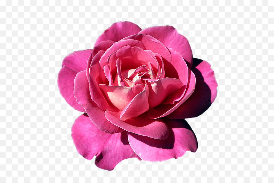 Download Pink Rose Clipart Rose Clipart - Hot Pink Transparent Roses Emoji,Rose Clipart