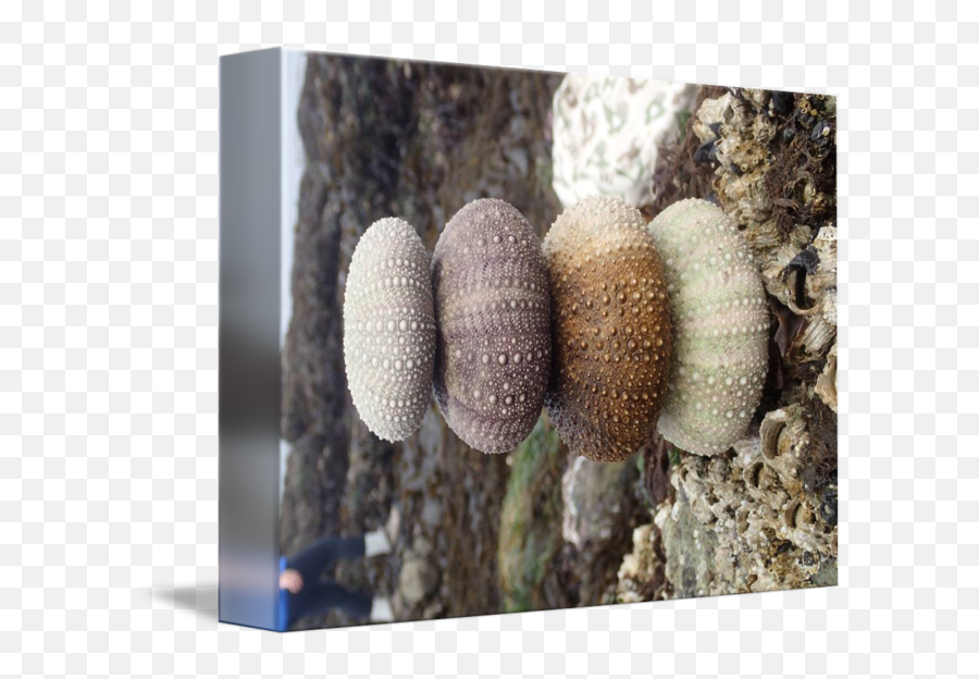 Sea Urchin Shells By Lauren Kitayama Emoji,Sea Urchin Png