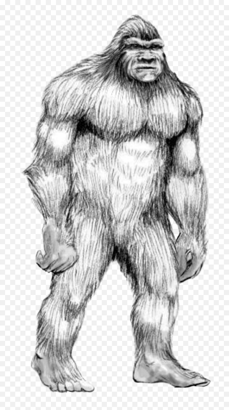 Handdrawn Sasquatch Bigfoot Wildman Booger Yowie - Bigfoot Transparent Emoji,Bigfoot Clipart