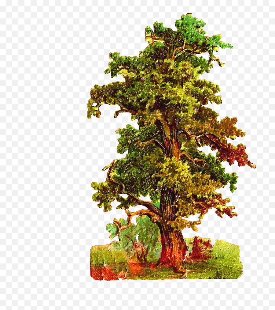 Oak Tree Clipart - Transparent Background Vintage Tree Emoji,Oak Tree Png