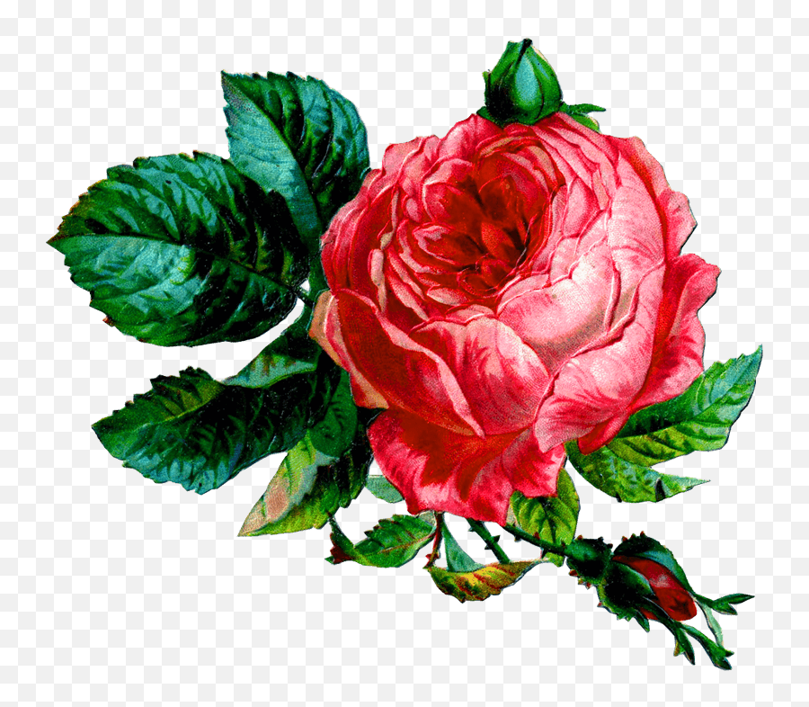 Pink Rose Png - Vintage Flower Collage Full Size Png Red Rosa Damascena Transparent Emoji,Pink Rose Png