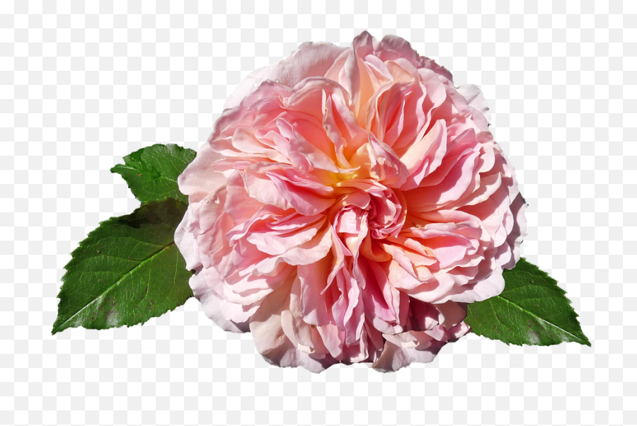 Pink Rose Png - Rose Pink David Austin Cut Out Best Emoji,Pink Roses Png