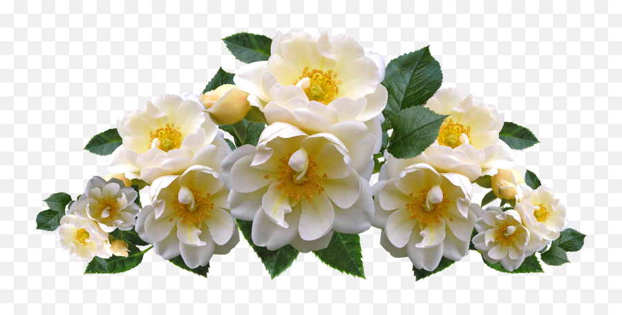 Roses White Flowers Arrangement Garden Natureroses Emoji,White Flowers Transparent