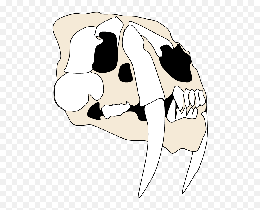 Filesmilodon Skull Wpng - Wikimedia Commons Smilodon Skull Png Emoji,Skull Transparent