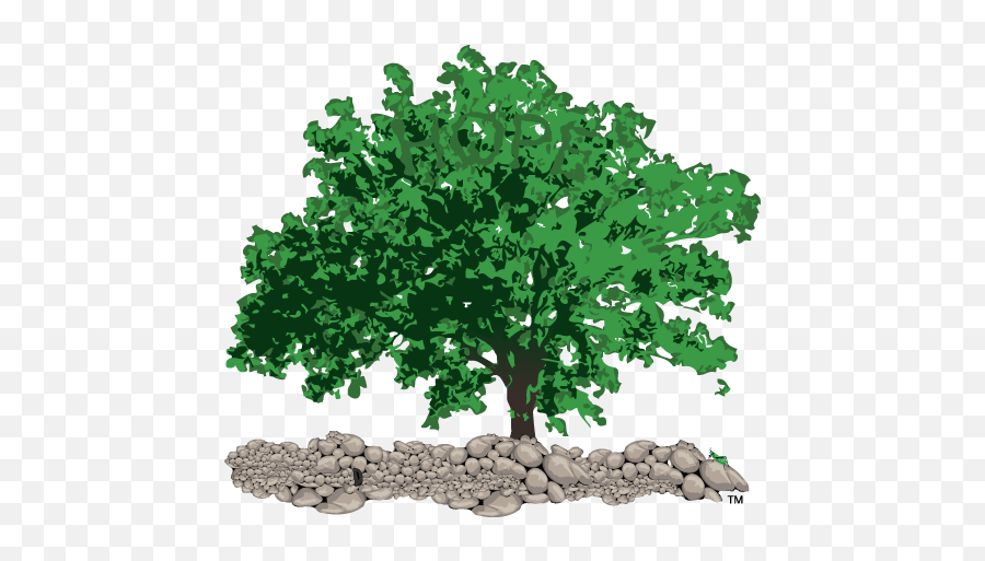 The Shawshank Oak Tree Ltd - Tree Emoji,Oak Tree Png