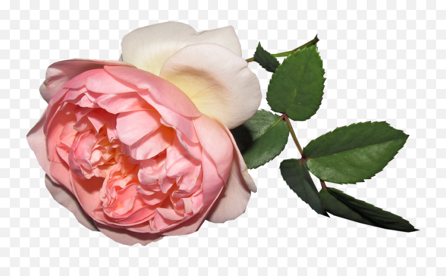 Flower Pink Rose - Free Photo On Pixabay Pink Flower Pixabay Png Emoji,Pink Rose Png
