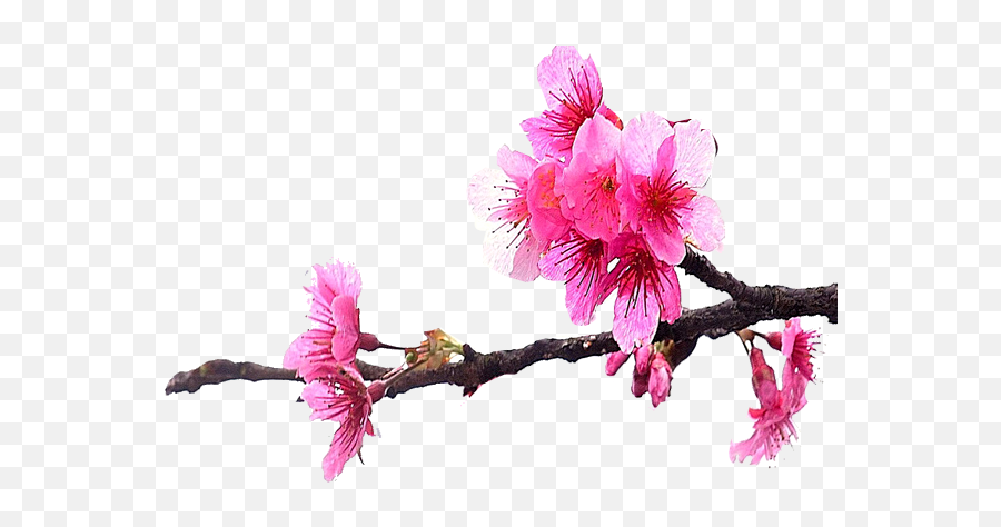Cherry Blossom - Cherry Blossom Flower Tree Png Emoji,Cherry Blossom Png
