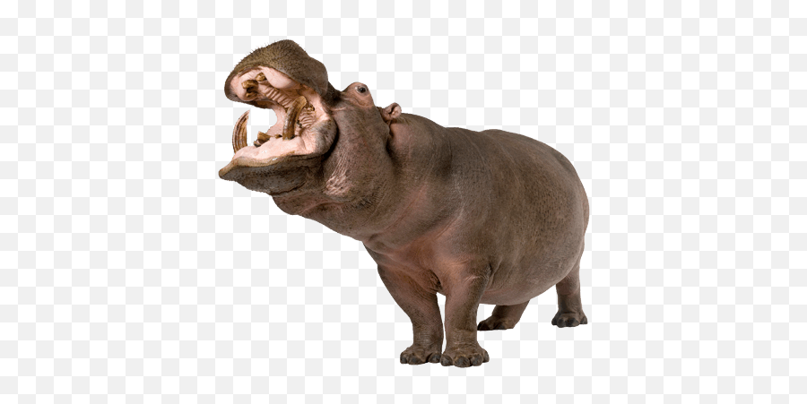 Hippo Png Emoji,Hippopotamus Clipart