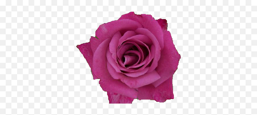 Pink Rose Transparent Images Png Arts Emoji,Pink Roses Png