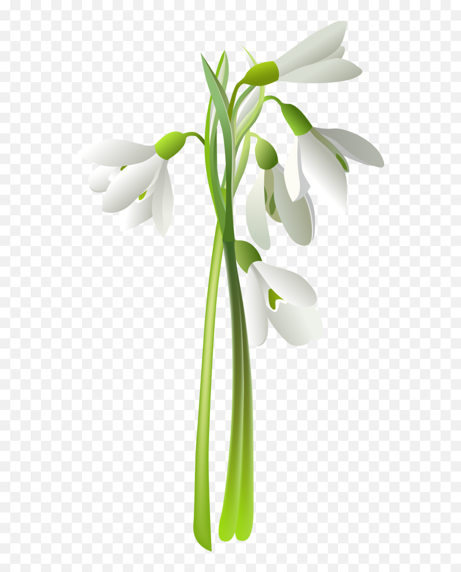 Flower Drawing Painting White For Easter - 2682x4625 Emoji,Flower Drawing Transparent