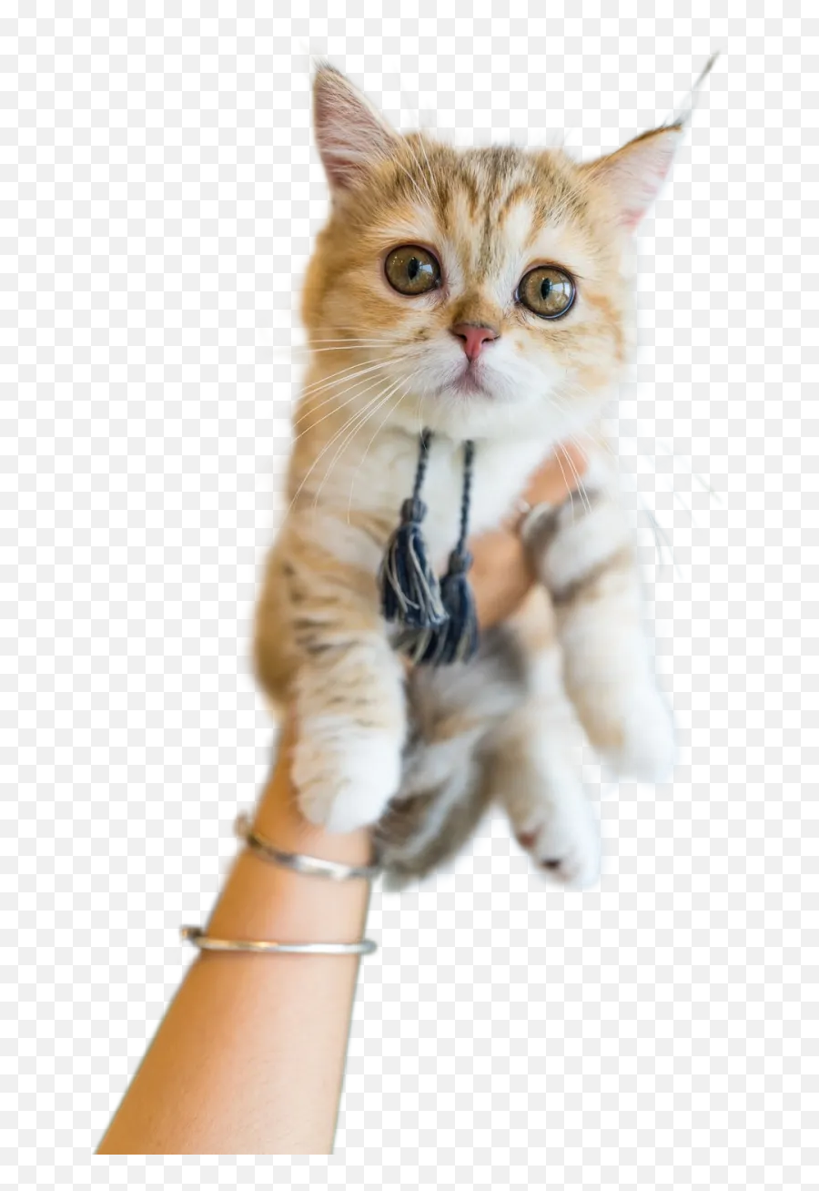 Orange Tabby Cat On Persons Hand Transparent Background Emoji,Orange Cat Png
