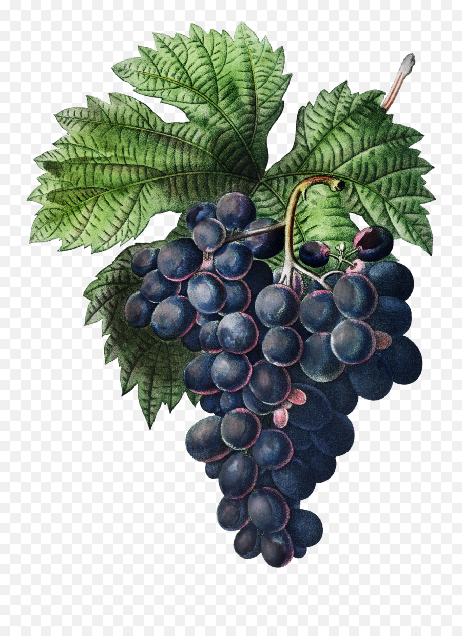 Fruit Grapes Vintage Clipart Free Stock Photo - Public Emoji,Grape Clipart Black And White