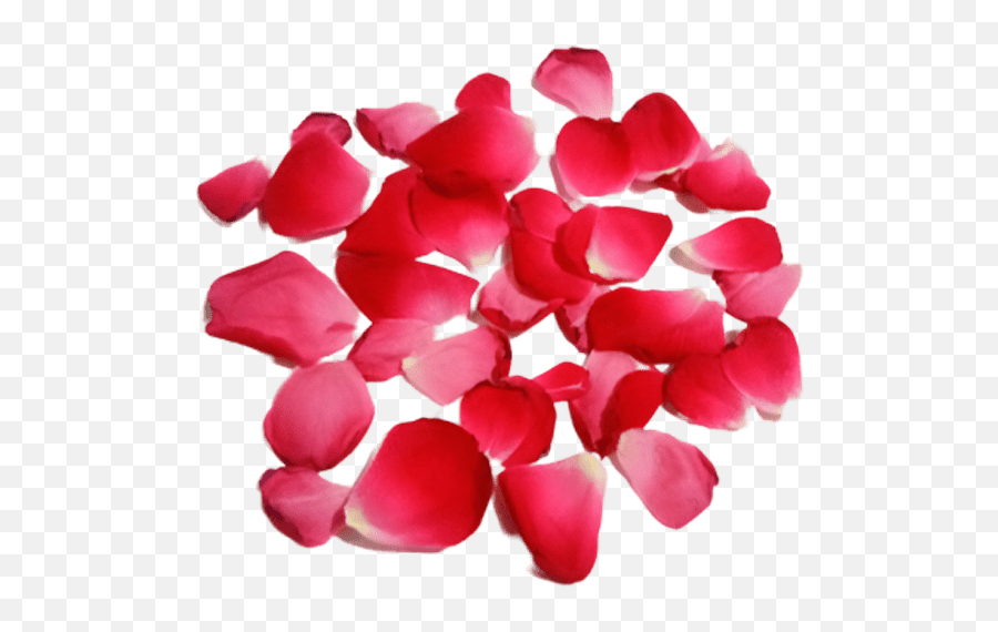 Red Rose Petal Leaf Transparent Png - Lovely Emoji,Png Background