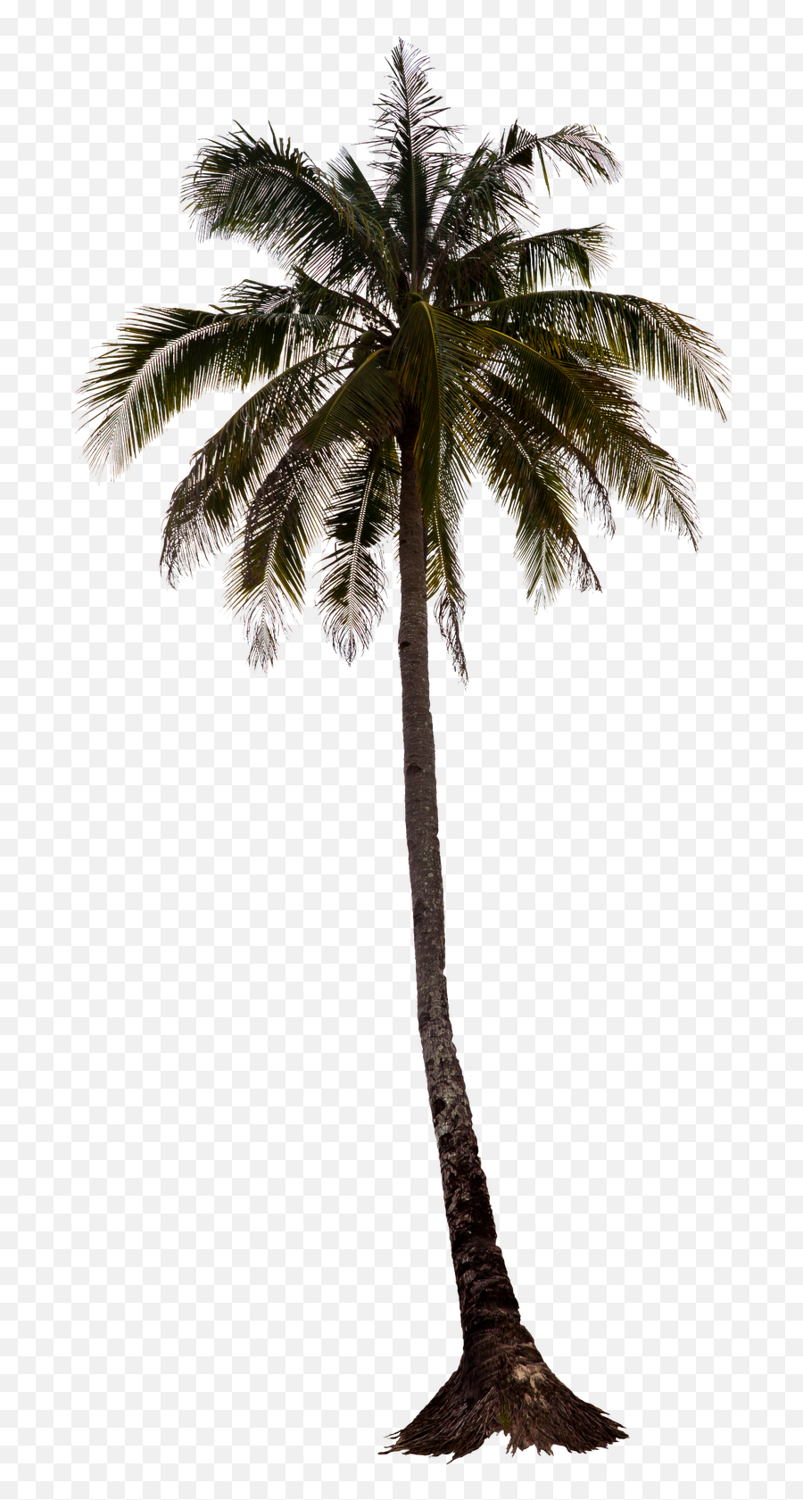 Download Hd Palm Tree Png Palm Trees Tree Render - Coconut Trees For Photoshop Emoji,Palm Tree Png
