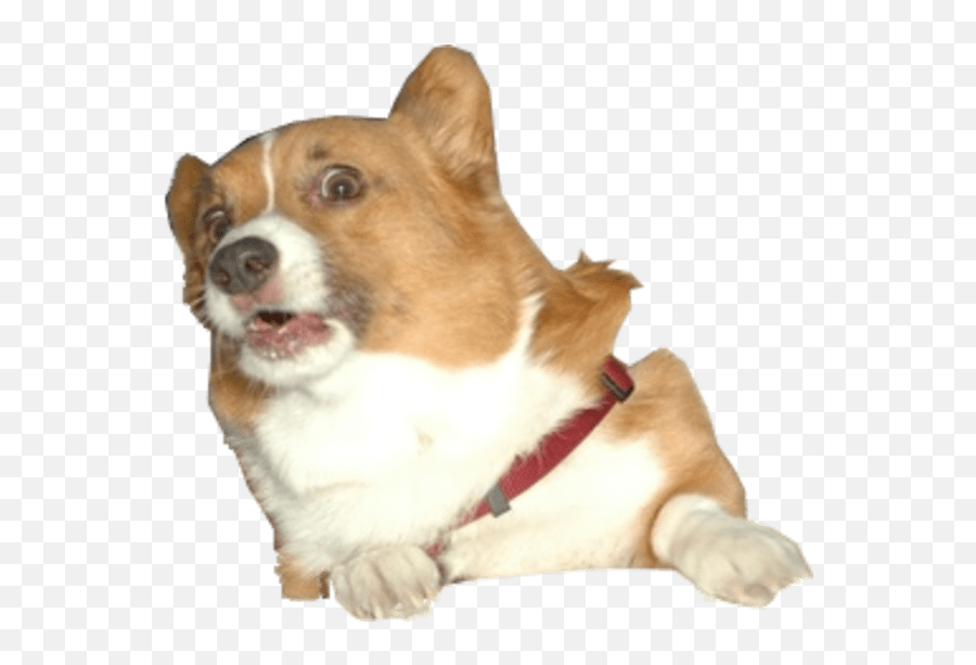 Surprised Corgi Dog Transparent Png - St 771395 Png Surprised Dog Png Emoji,Dog Transparent Background