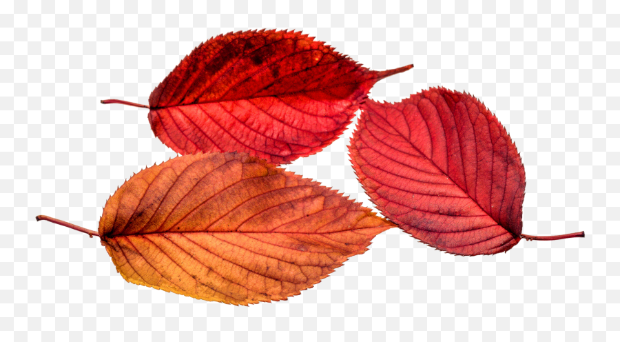 Autumn Leaves Leaf - Free Photo On Pixabay Real Autumn Leaves Png Emoji,Transparent Colors