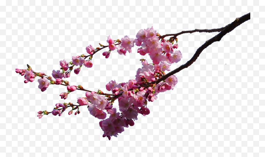 Cherry Blossom Tree Branch Png - Cherry Blossom Png Real Emoji,Cherry Blossom Png