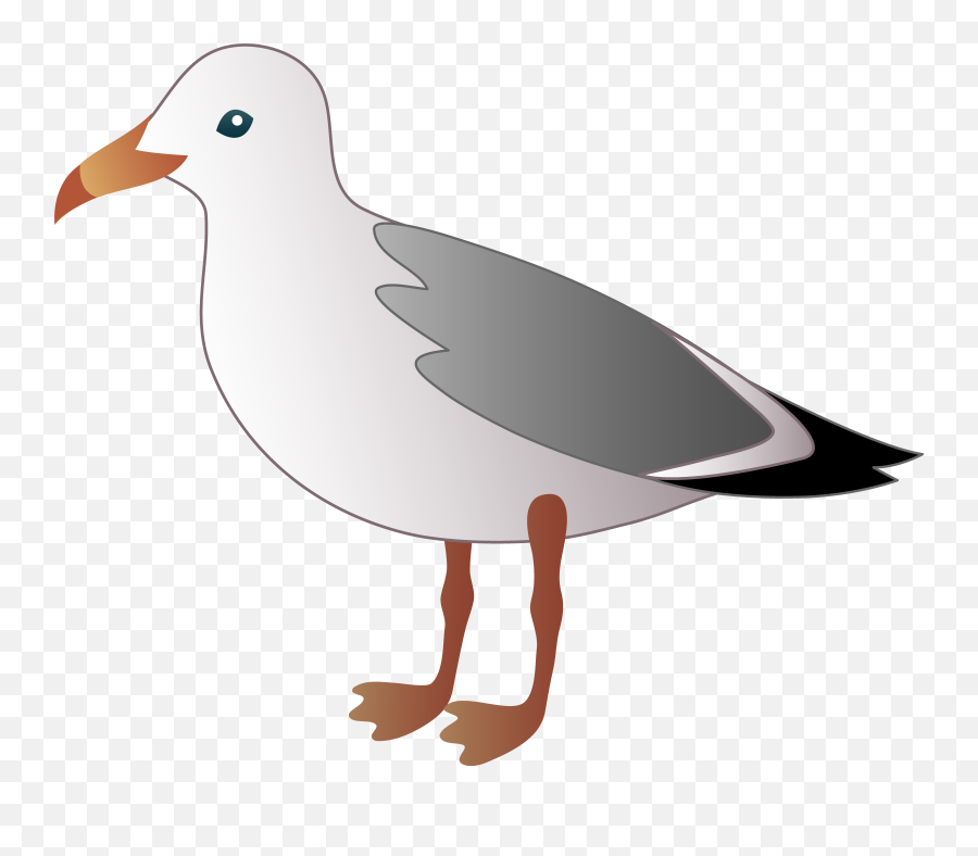 Free Seagull Cliparts Png Images - Seagull Clipart Png Emoji,Seagull Clipart