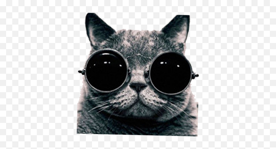 Download Hd British Shorthair - Cat With Sunglass Png Emoji,Cool Sunglasses Png