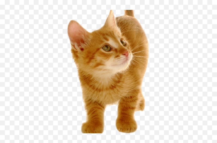 Cropped - Cats2300png Atlanta Pet Life Emoji,Orange Cat Png