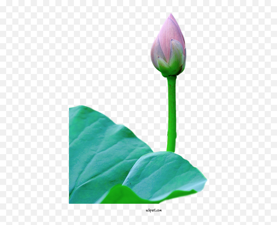 Flowers Plant Stem Tulip Leaf For Lotus Flower - Lotus Emoji,Iris Flower Clipart