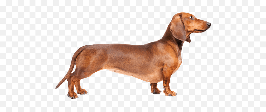 Weiner Dog Png - 10 Free Hq Online Puzzle Games On Weiner Dog Png Emoji,Dog Transparent Background