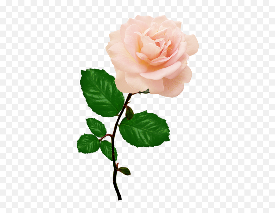 Beautiful Free Rose Clipart - Single Beautiful Small Roses Emoji,Pink Flower Png