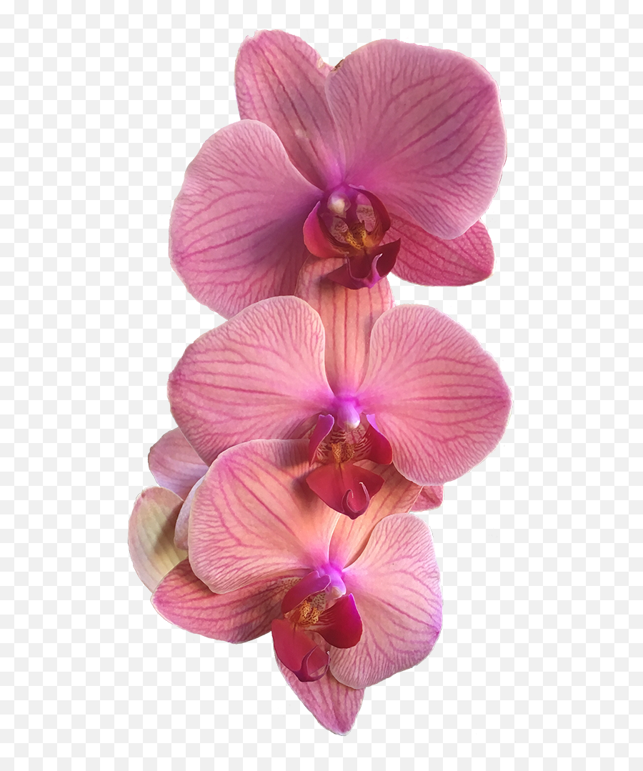 The Garden Lounge Smithsonian National Museum Of Natural - Pink Orchid Flower Png Emoji,Garden Png