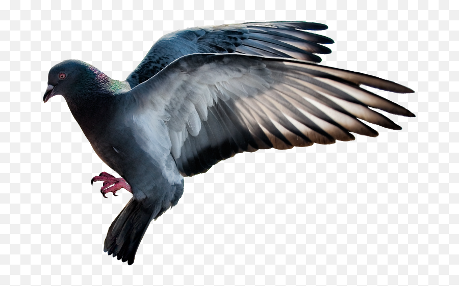 Download Mq Bird Birds Flying - Rock Dove Png Image With Flying Rock Dove Emoji,Birds Flying Png