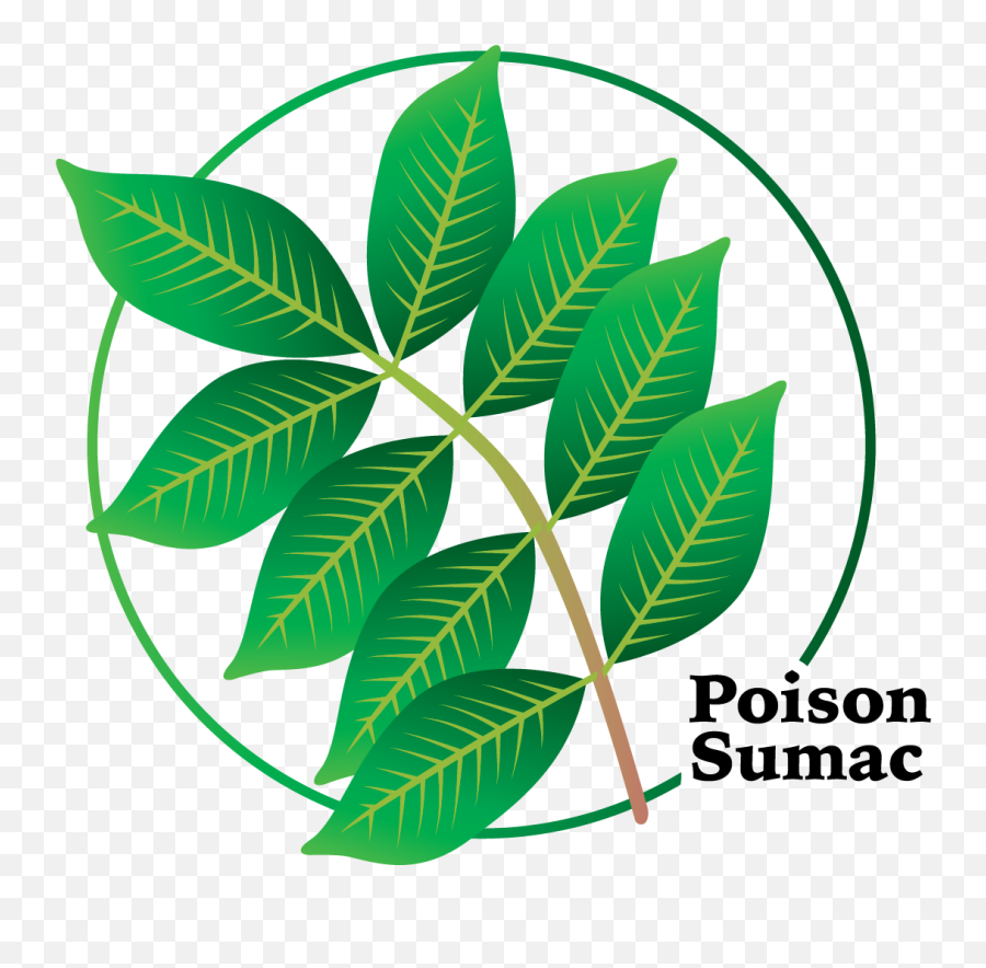 It Is More Toxic Than Poison Ivy Or - Poison Oak Clipart Emoji,Poison Clipart