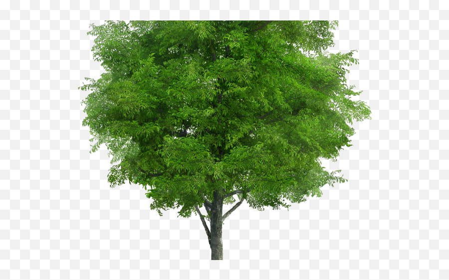 Jungle Trees - Clipart Free Png Trees Transparent Cartoon Garden Tree Png Emoji,Tree Clipart Free