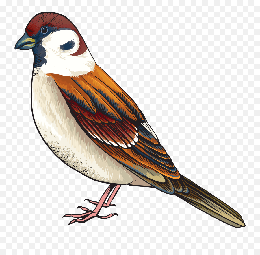 Bird Clipart Web Clipart Emoji,Bird Clipart