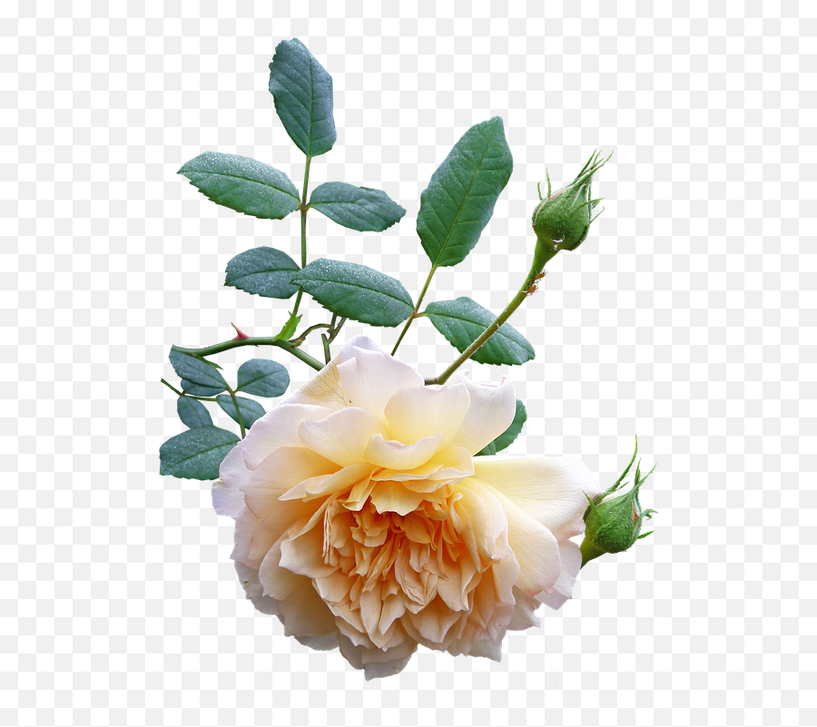 Free Photo Rose Nature Cut Out Plant Bloom Flower Yellow Emoji,White Rose Transparent Background