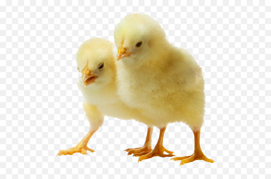 Baby Chicken Clipart Hq Png Image - Baby Chicken Emoji,Chicken Clipart