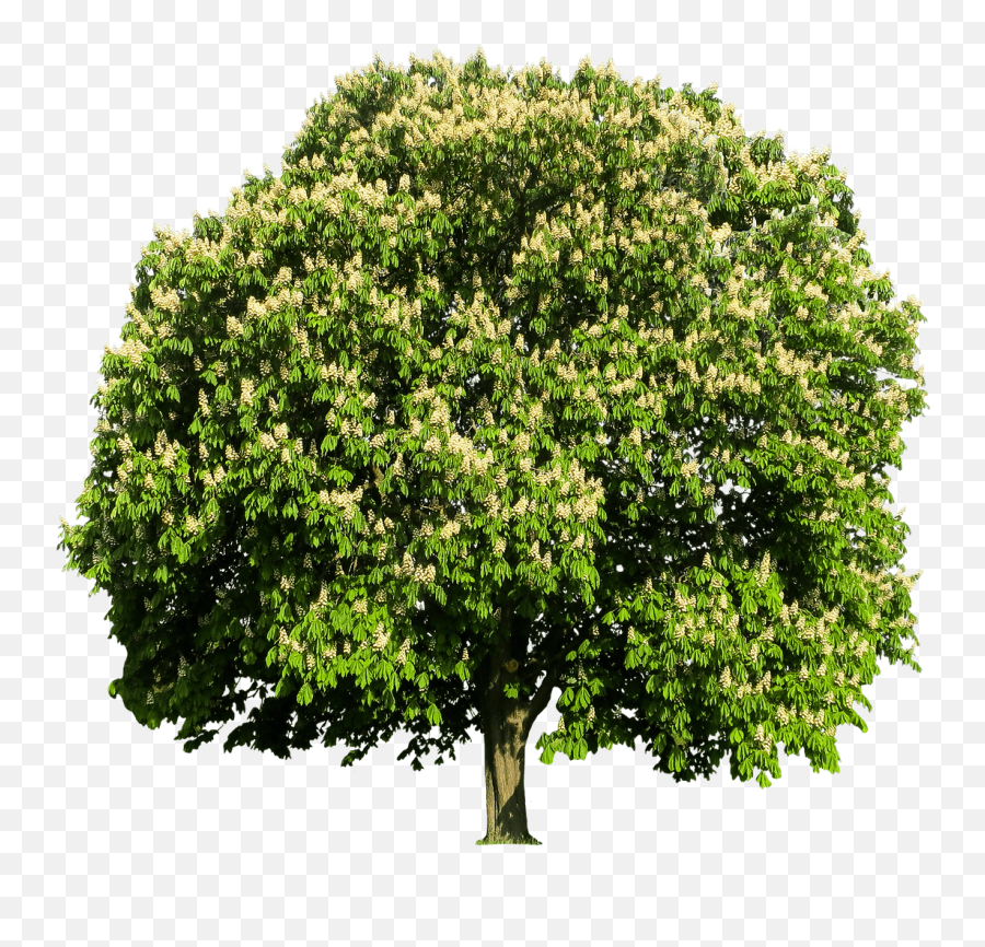 Chestnut Tree Transparent Png - Chestnut Emoji,Tree Transparent