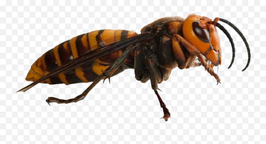 Murder Hornet Png Transparent Images Png All - Hornet Bee Emoji,Hornet Clipart
