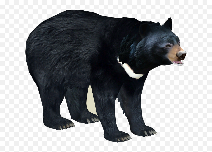 Asian Black Bear 3 - Zoo Tycoon 2 Asian Black Bear Emoji,Black Bear Png