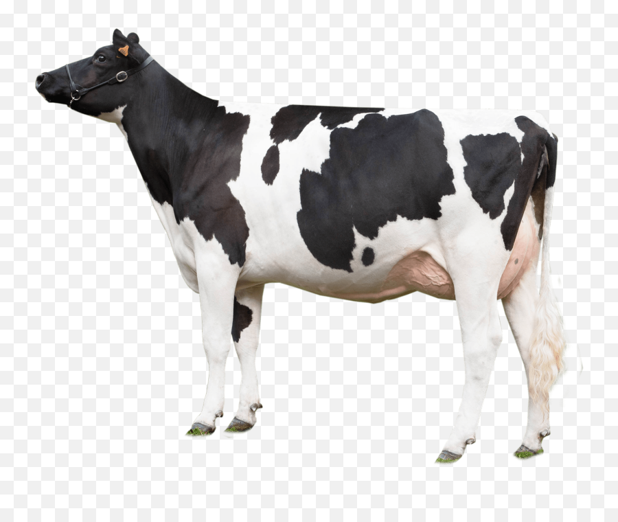 Cow Looking Left Transparent Png - Transparent Background Cow Transparent Emoji,Cow Transparent