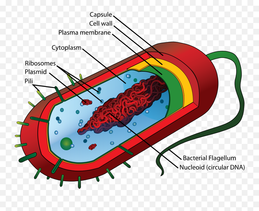 Prokaryotic Cells Bacteria - Prokaryotic Cell Emoji,Bacteria Clipart