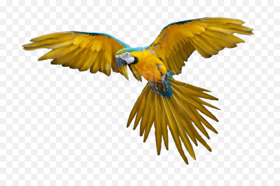 Download Free Png Download Birds Png - Transparent Flying Parrot Png Emoji,Png Background