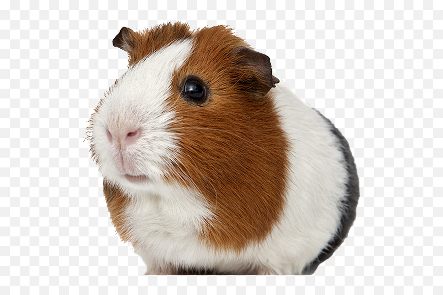 Hamster Msu5 - Transparent Guinea Pig Png Emoji,Guinea Pig Clipart