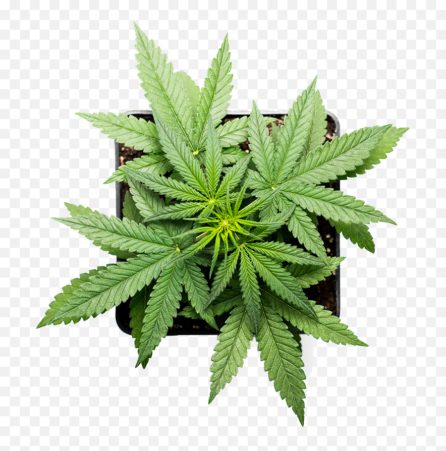 The Cannabis Plant - Cannabis Medical Clinic Weed Plants Emoji,Marijuana Leaf Transparent