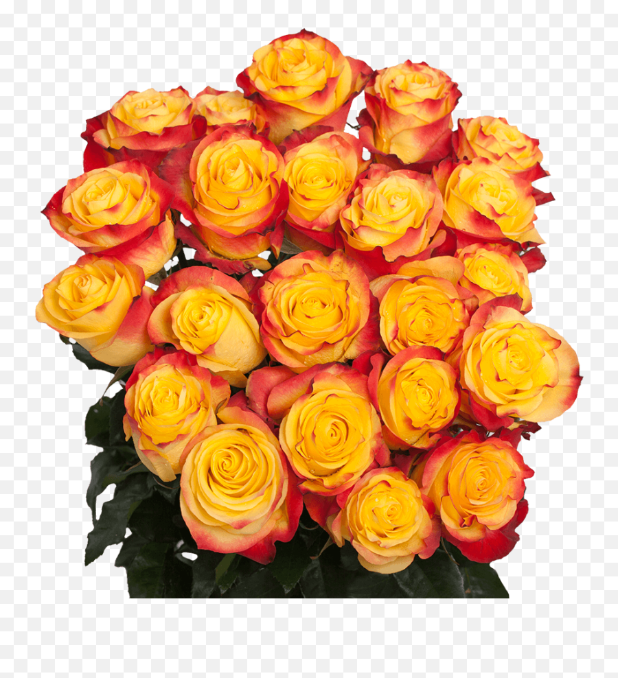 75 X Long Stems Of Bright Bicolor Yellow Orange Roses - Beautiful Fresh Cut Flowers Express Delivery Emoji,Orange Flowers Png