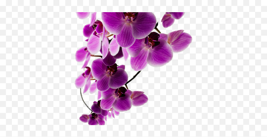 Background Purple Flowers Png Emoji,Purple Flowers Png