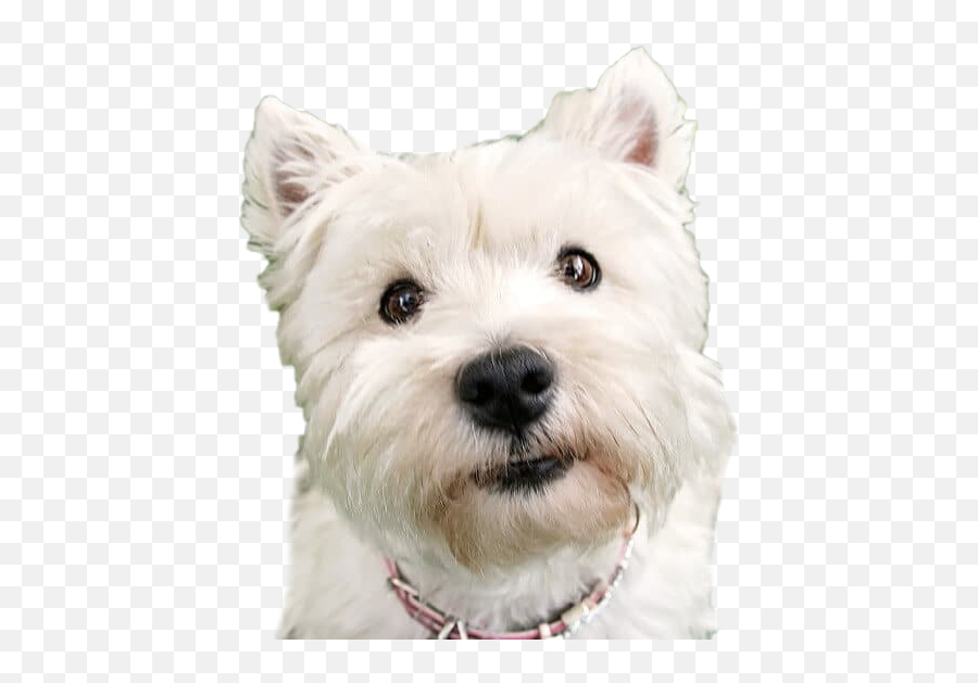Dog Looking Png Background Image Png Mart - Vulnerable Native Breeds Emoji,Dog Transparent Background