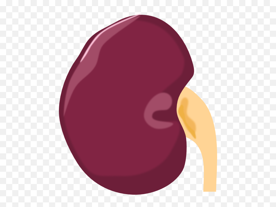 Kidney Clip Art At Clker - Kidney Transparent Background Png Emoji,Kidney Clipart