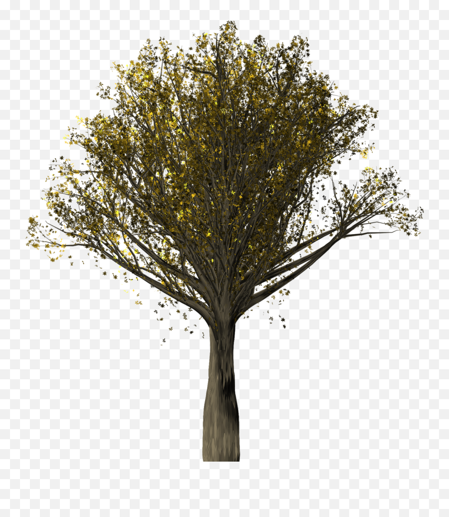 Tree Oak Oak Tree Quercus Png Picpng - Chintha Chettu Is A Tamarind Emoji,Oak Tree Png