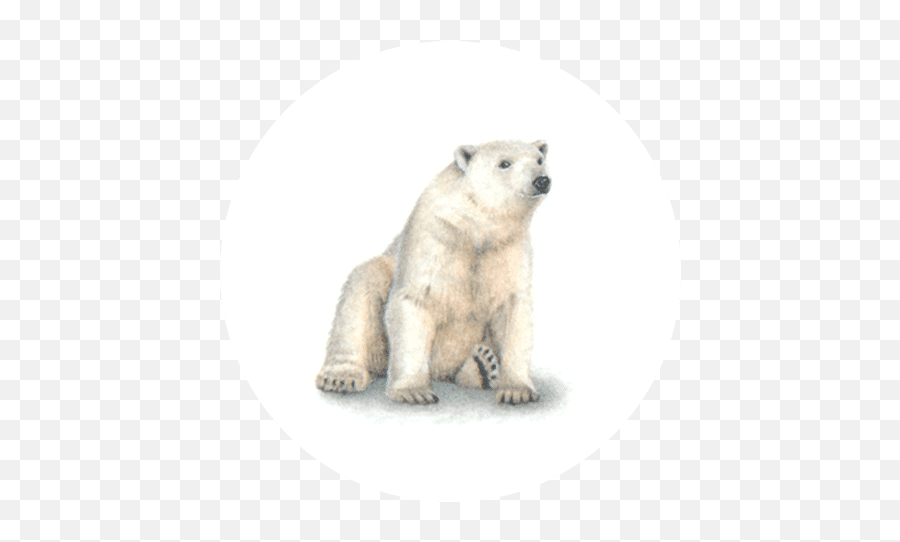 Polar Bear - Polar Bear Emoji,Polar Bear Png