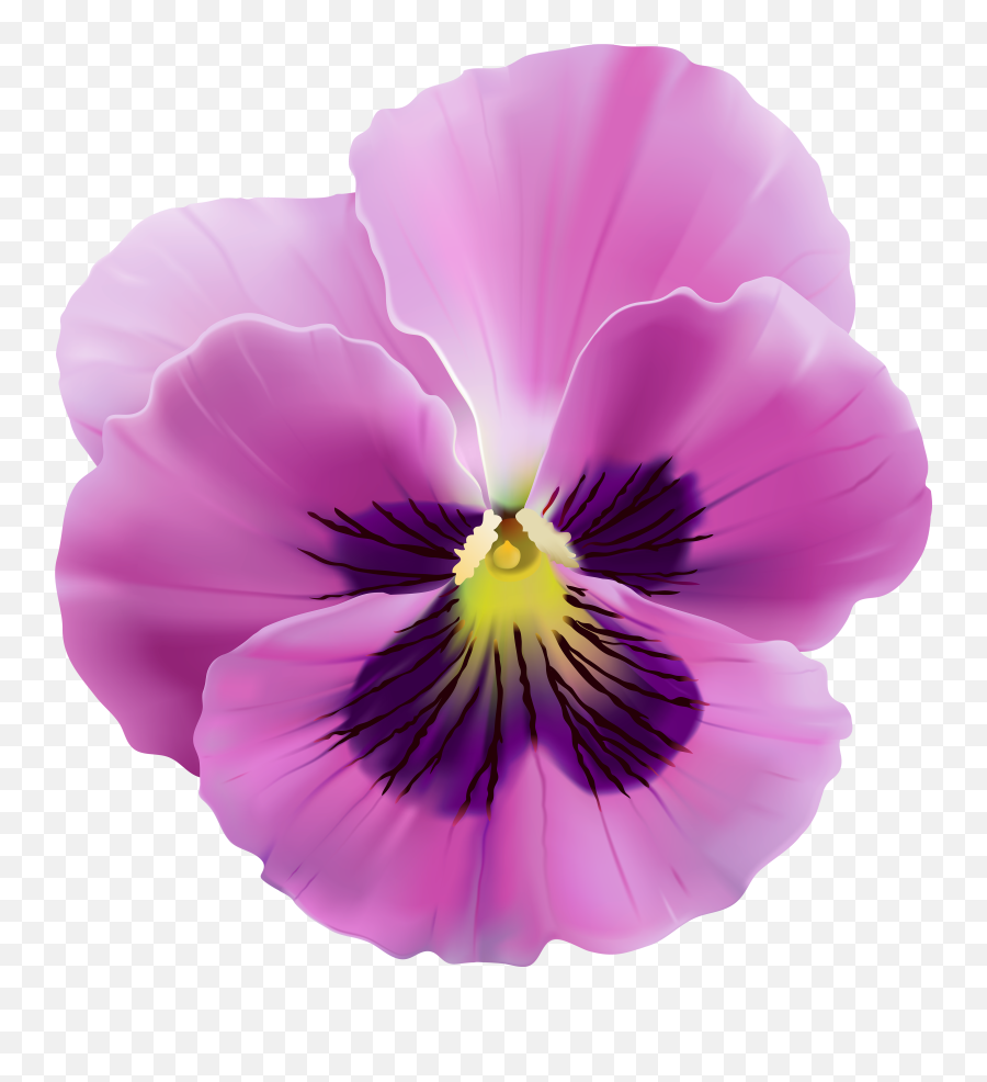 Violet And Pink Flowers Png Full Size Png Download Seekpng - Pansy Watercolor Violets Flower Emoji,Pink Flowers Png